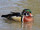 American Wood Duck (WWT Slimbridge April 2013) - pic by Nigel Key